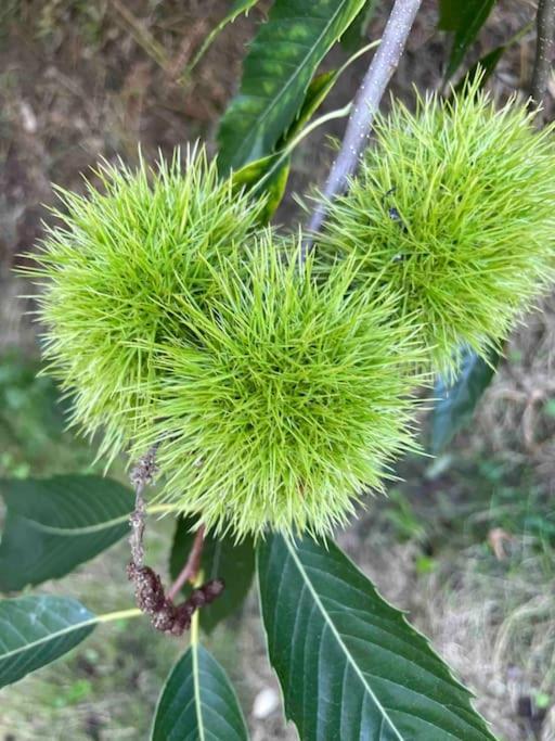 فيلا Le Petit Gite Nature Hadol المظهر الخارجي الصورة