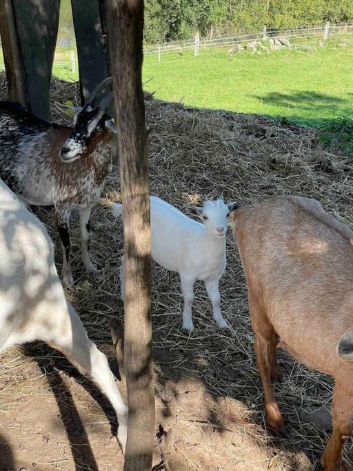 فيلا Le Petit Gite Nature Hadol المظهر الخارجي الصورة